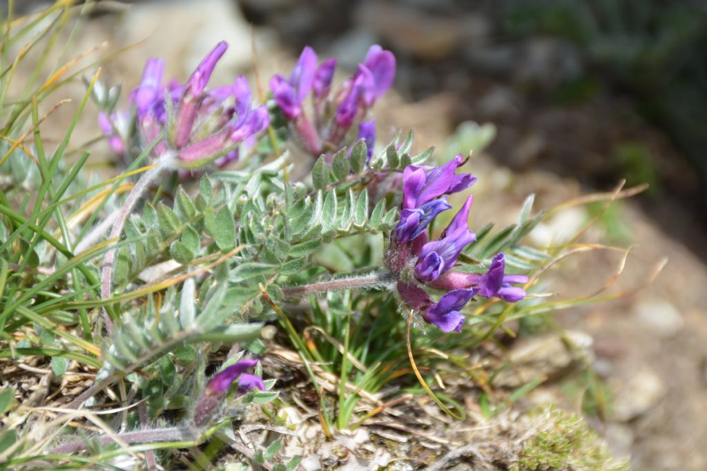 Oxytropis halleri